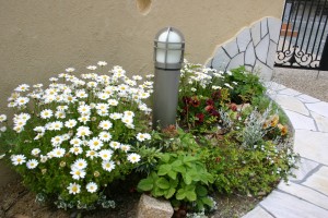 植栽スペースにお花が咲き誇ります