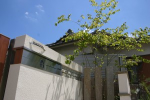 雑木のブナが門周りにかぶさってきています