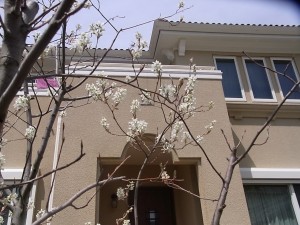 我が家のジューンベリー