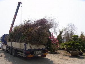 植栽到着