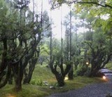 梅雨の終わりに・・・