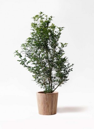 シルクジャスミンについて 姫路市の外構 エクステリア エクステージ