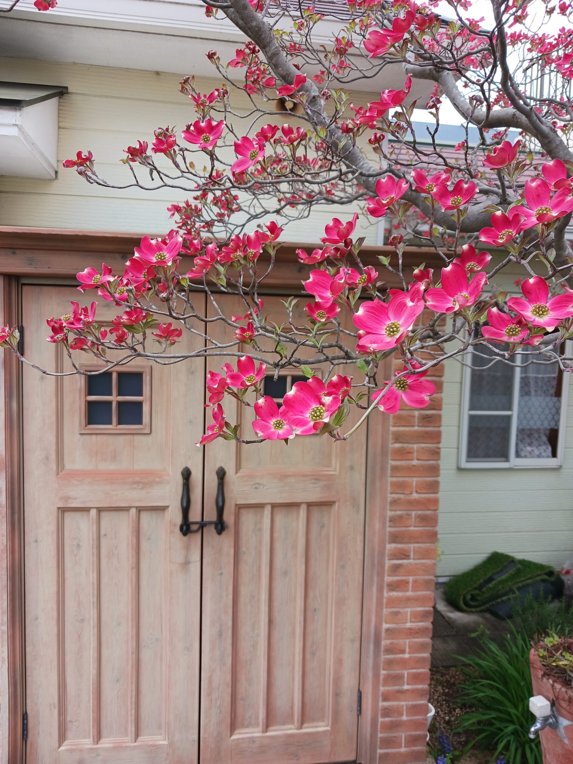 ハナミズキ　開花