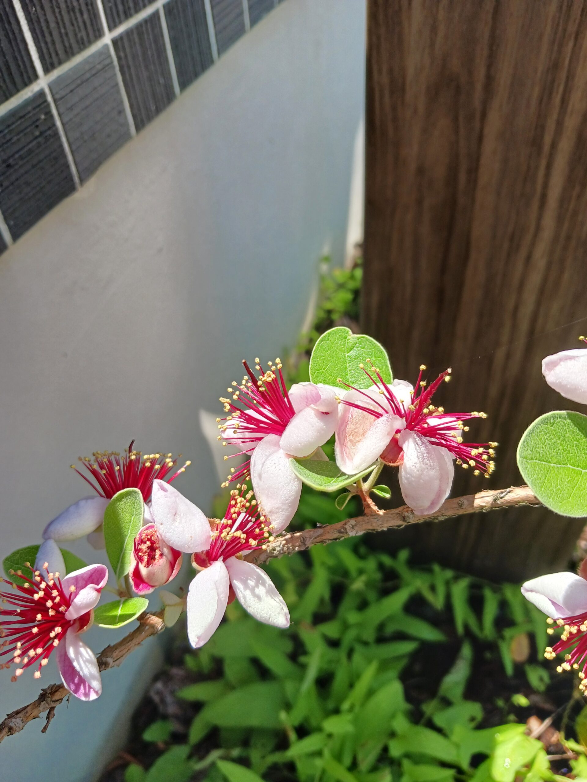 今年やっと咲きました