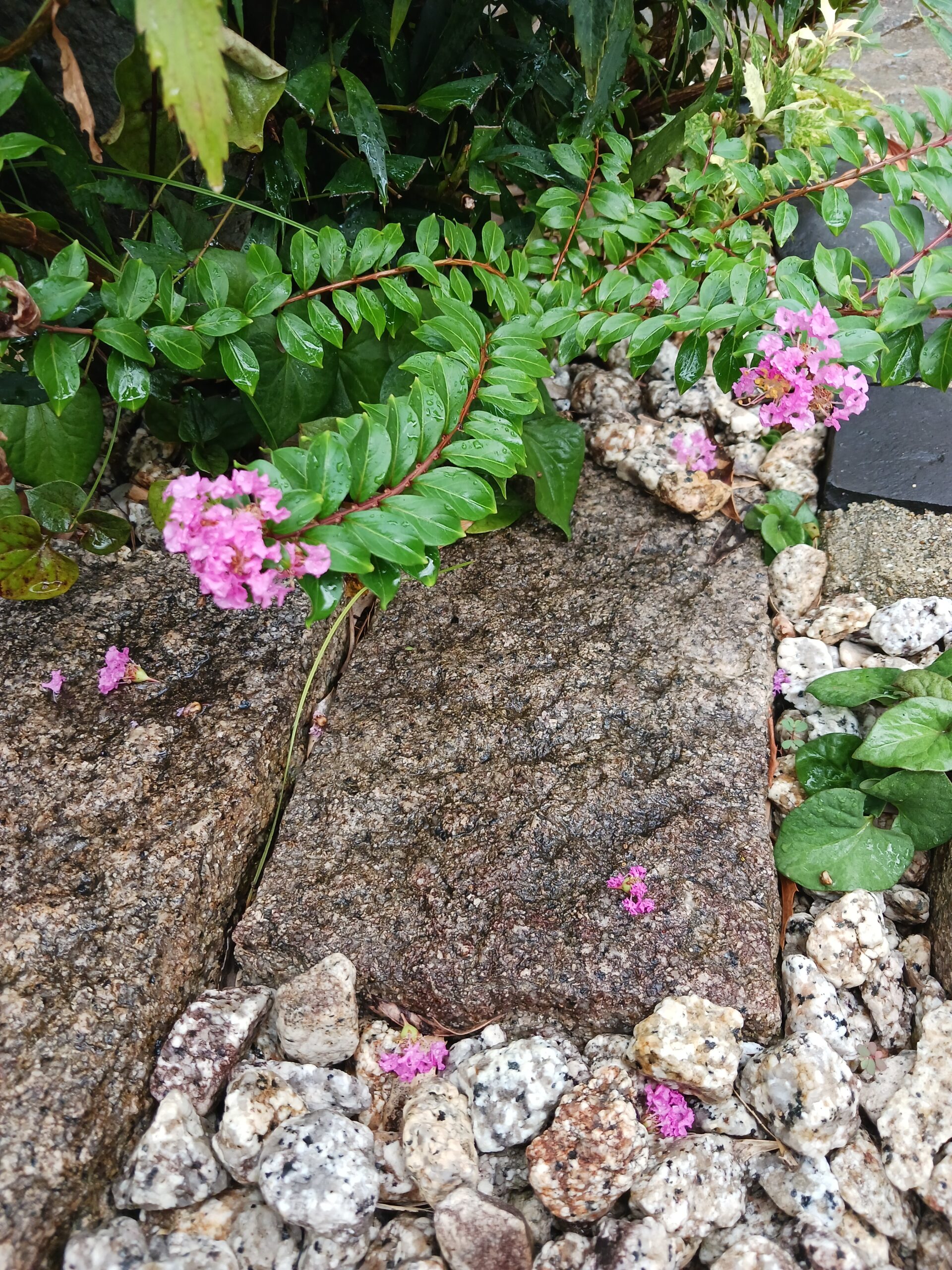 ガーデン日記　姫路外構　