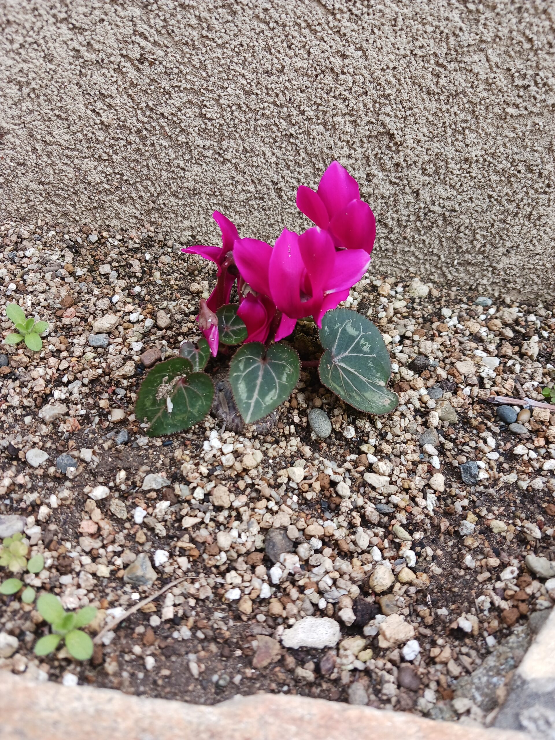 お彼岸入りですよ！　姫路外構　エクステージ