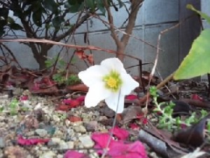 クリスマスローズ 開花