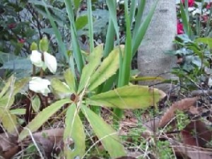 クリスマスローズ 2