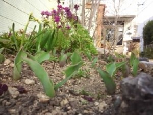 チューリップ 2014-2