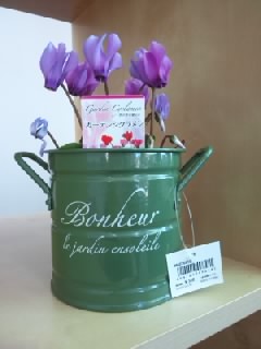 シクラメン ブログ