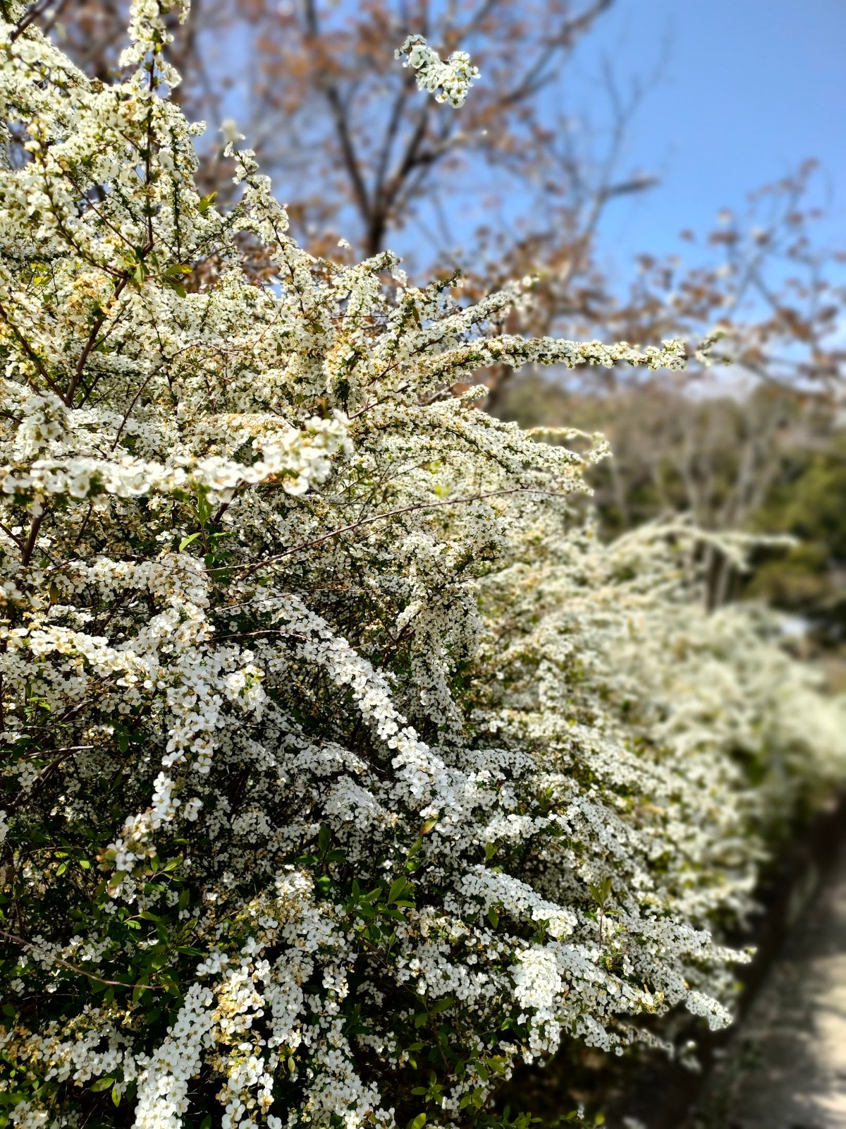 満開のユキヤナギ