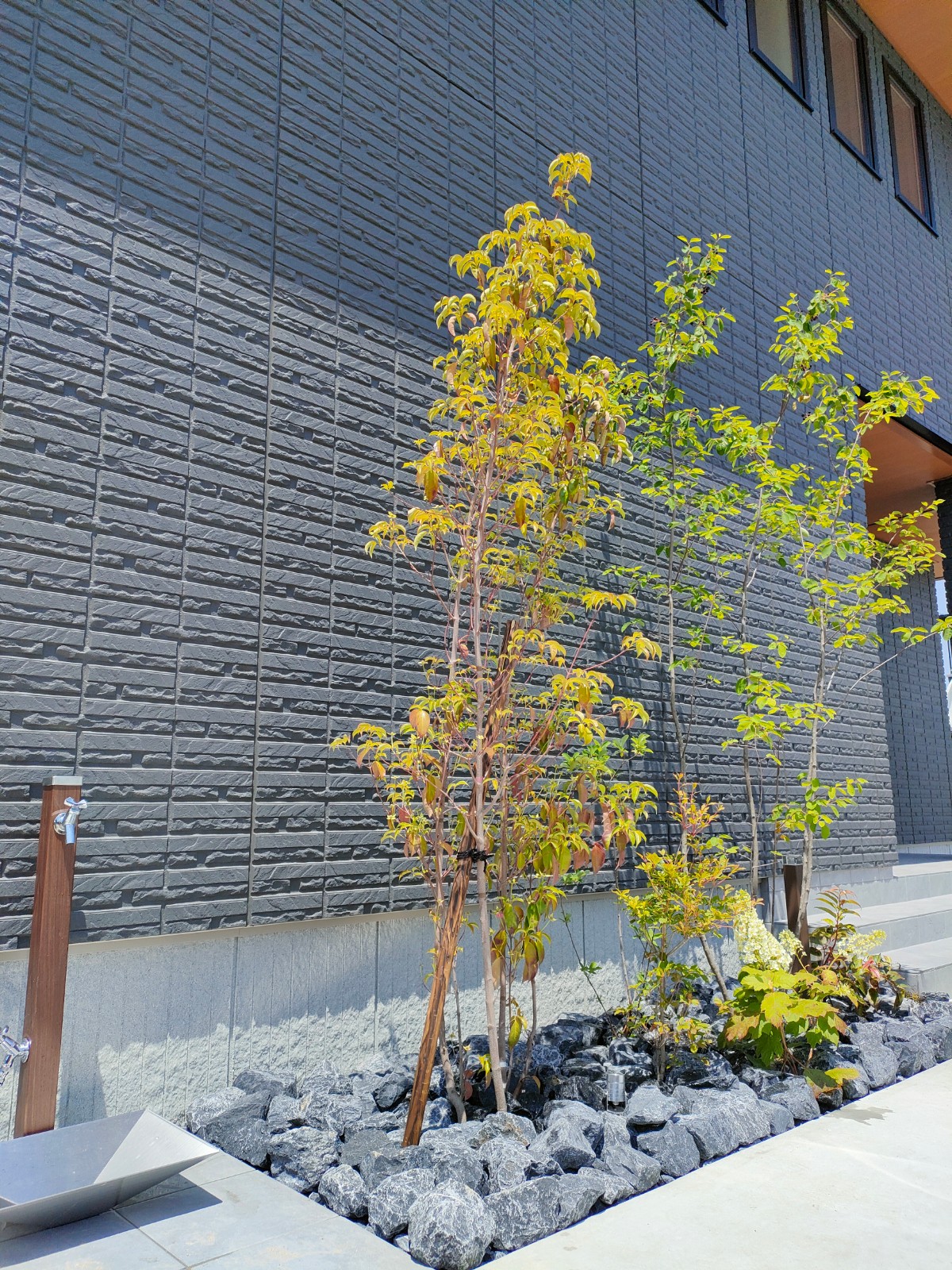 常緑ヤマボウシ　ジュンベリー　カシワバアジサイ