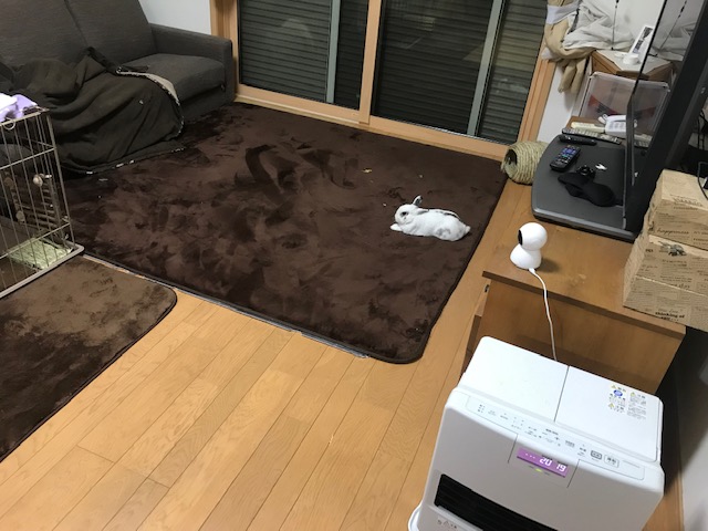 セロくん　チョコん