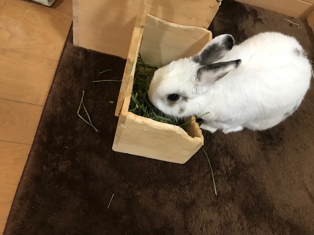 セロくんだよ　(^^♪