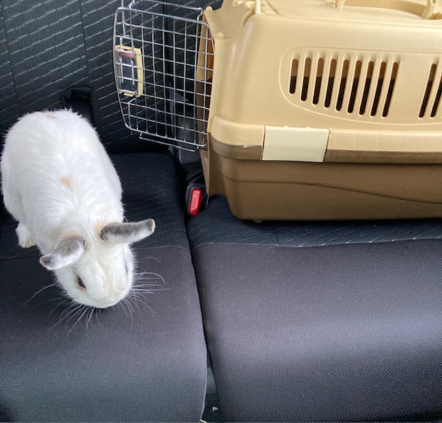 セロくん爪切りに行くの巻　姫路うさぎブログ