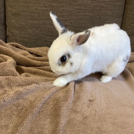 小さなからだで