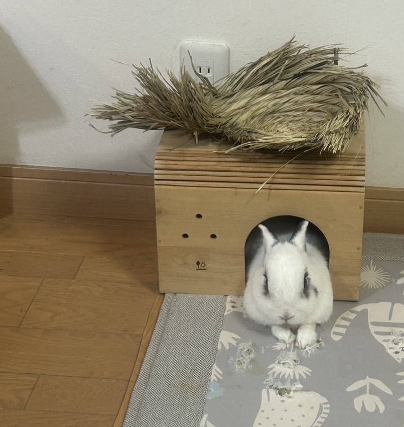 ぼくの部屋だピョン　姫路うさぎブログ