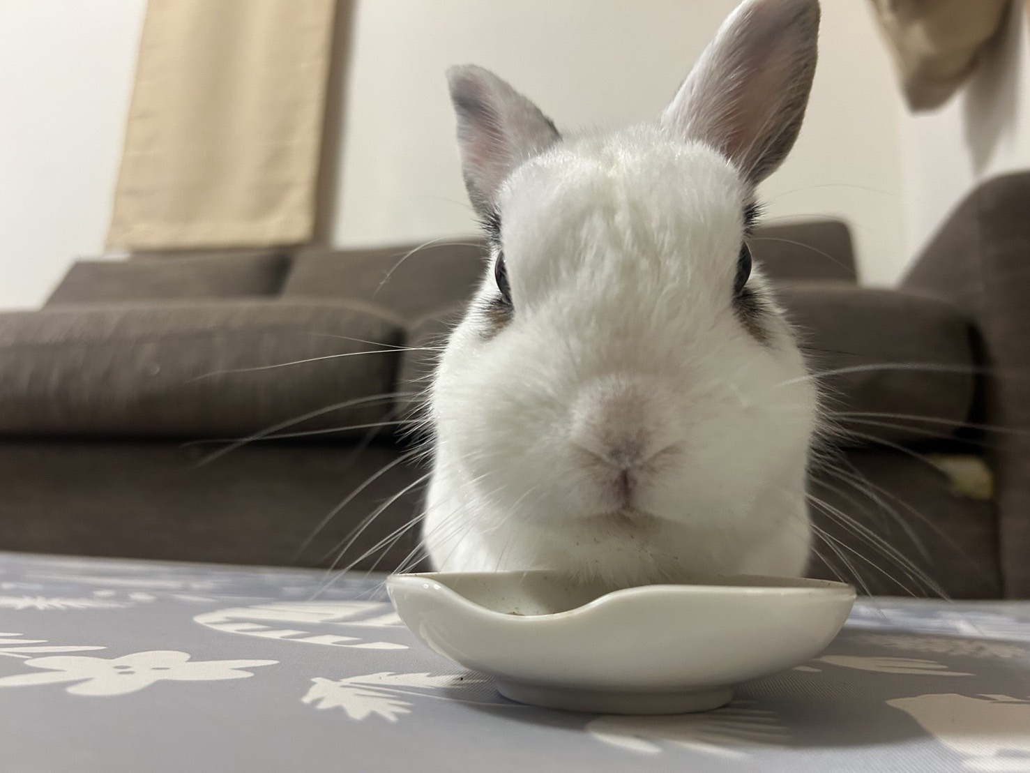 ちっちゃな体でかわいい　姫路うさぎブログ