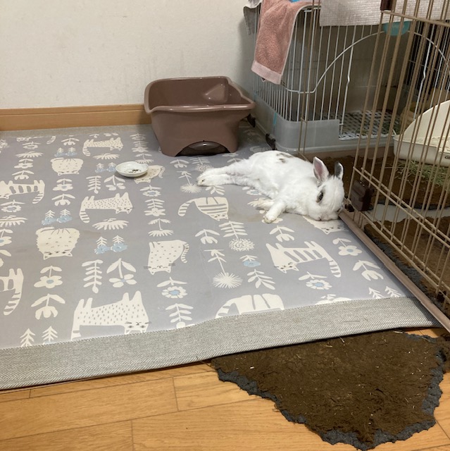 もうお腹いっぱい　ぼく動けない(^^♪　太子外構屋さんブログ