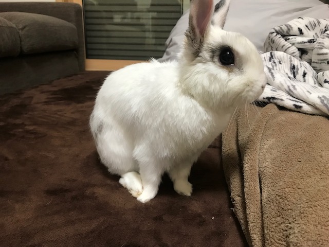 撫でてくれないかな~(^^♪　