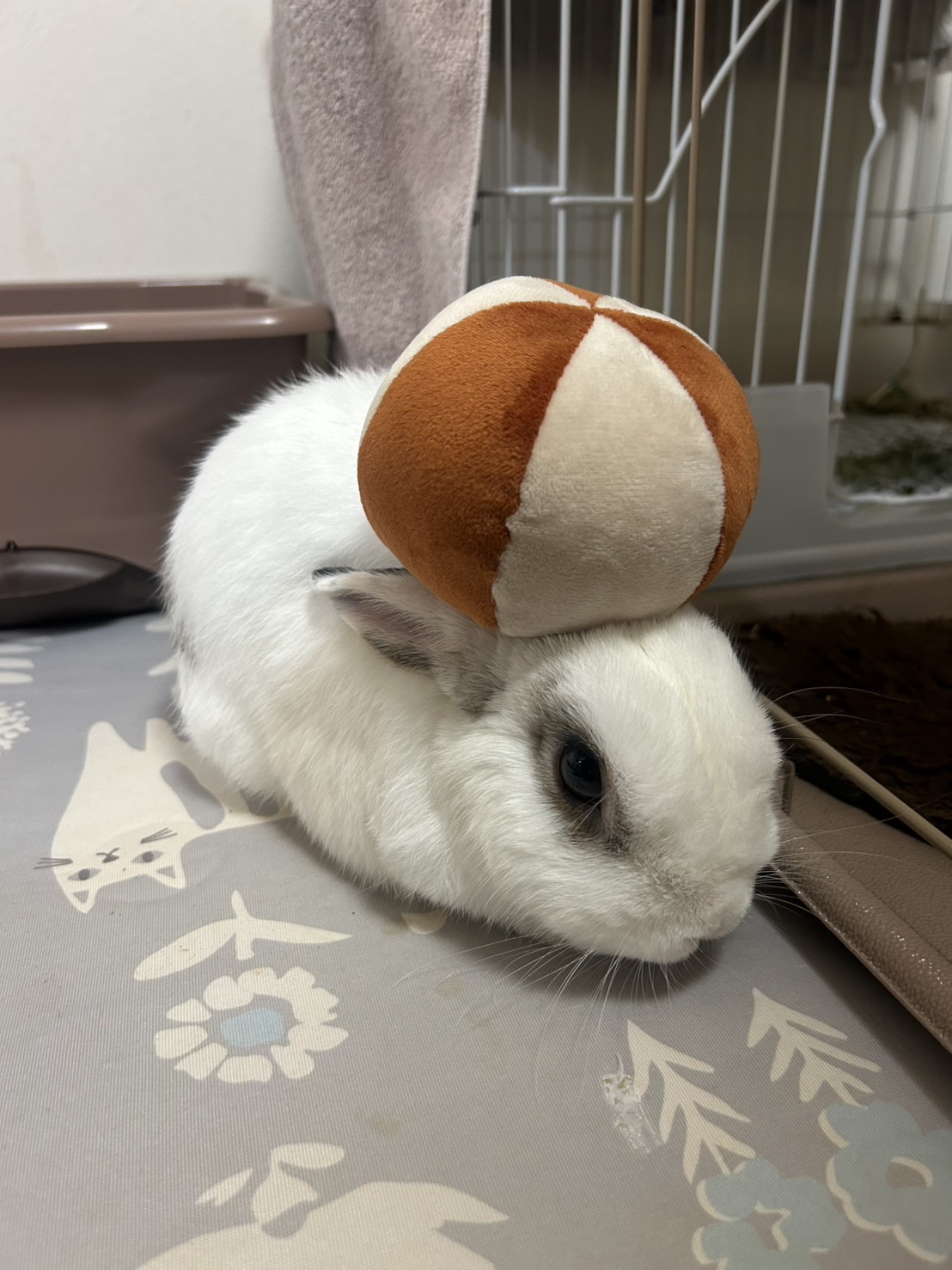 娘にちょっかいかけられてます　セロくん姫路うさぎ日記