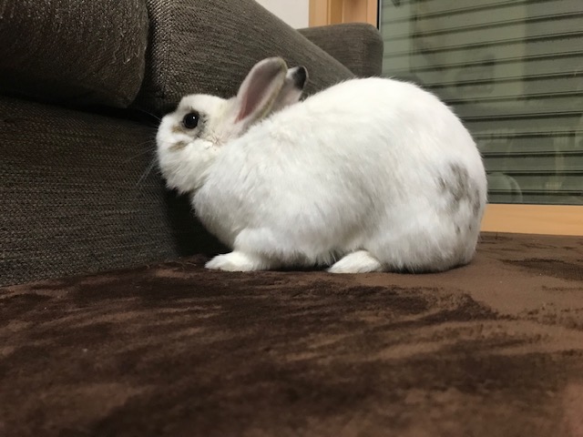 今日は　ホワ～とセロくん　姫路 エクステリア 屋さんウサギブログ