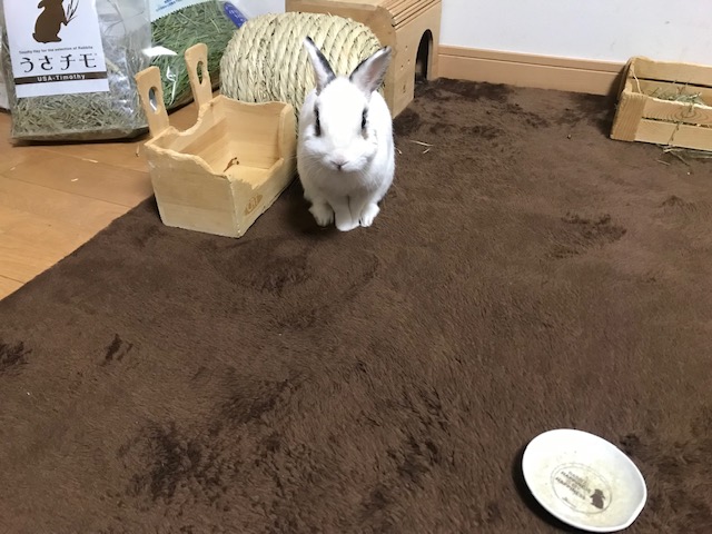 セロくんだよ　姫路 エクステリア屋さんの うさぎブログ