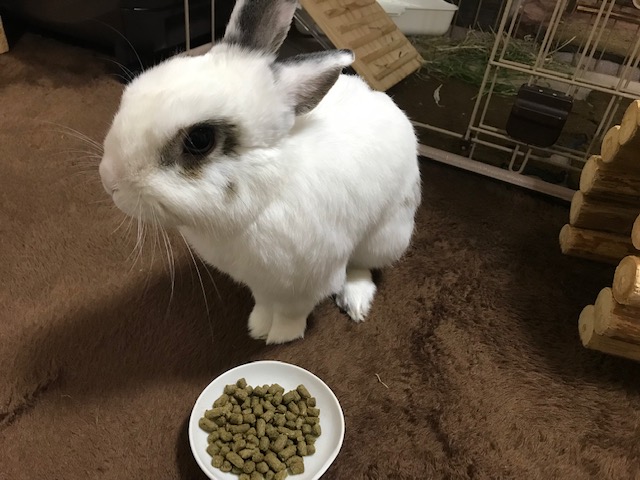 セロくんと一緒に晩御飯　姫路うさぎブログ