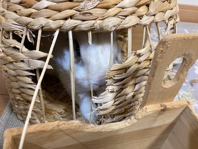 セロくんのおうち　姫路うさぎブログ