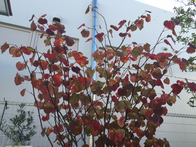 マルバノキ紅葉エクステージ