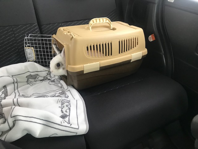 爪切りケア行きました　姫路エクステリア屋さん うさぎブログ