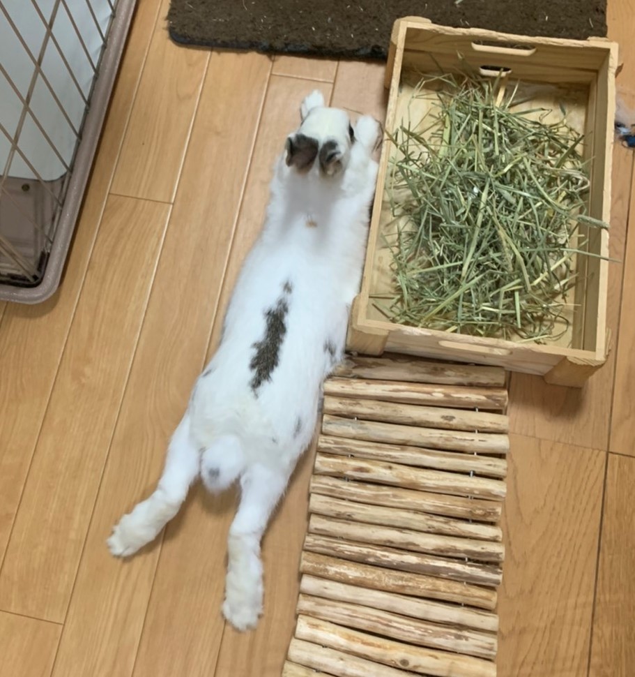 うさぎをもうあきらめたかのポーズ