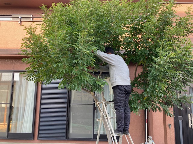 OB様限定剪定メンテナンス