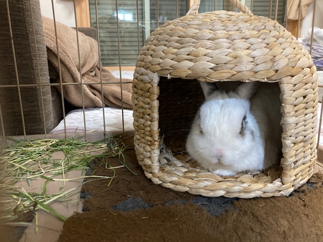 セロくんのお家