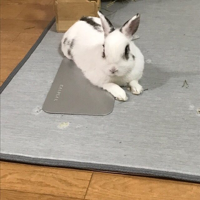 うさぎ日記　姫路 エクステリア 屋さんブログ