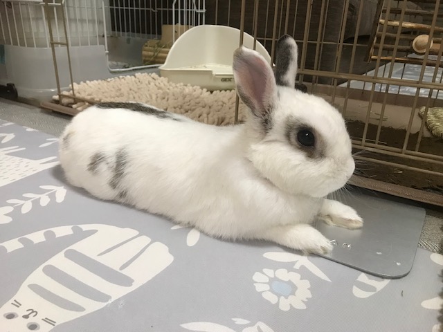 セロくん(^^♪　姫路エクステリア屋さん　うさぎブログ