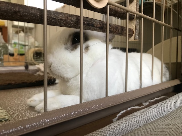 セロくんと遊びたいけど　出てきてくれない(^^♪　姫路うさぎ ブログ