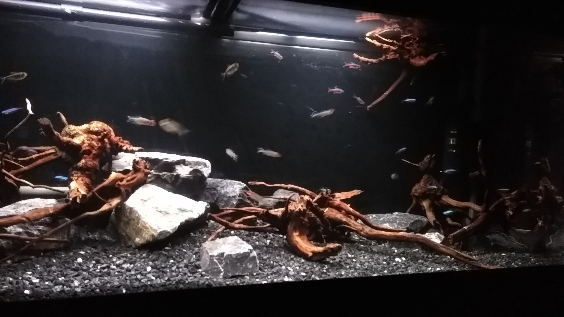 姫路アクアリウム