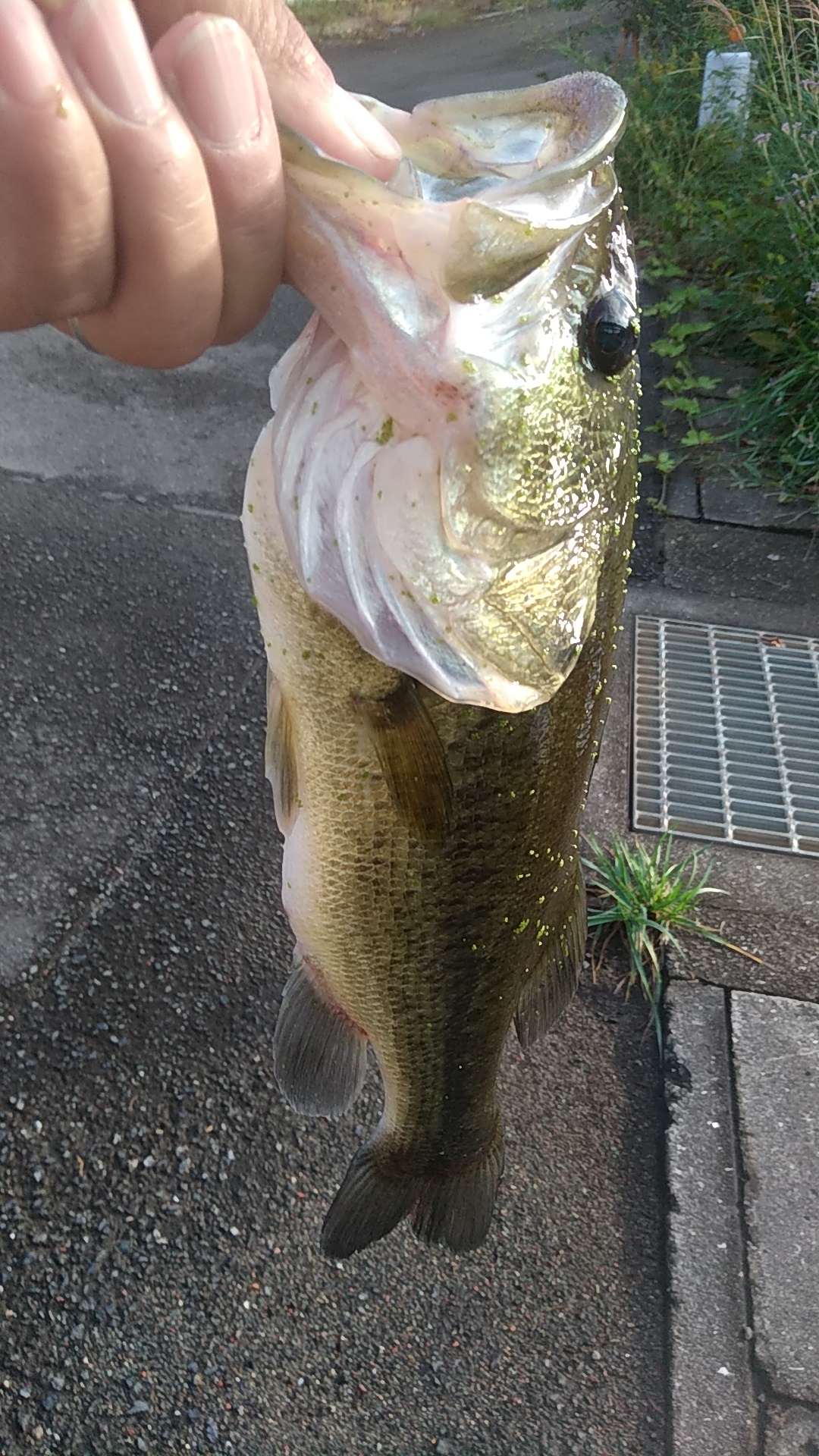 姫路BASSER　バス釣り