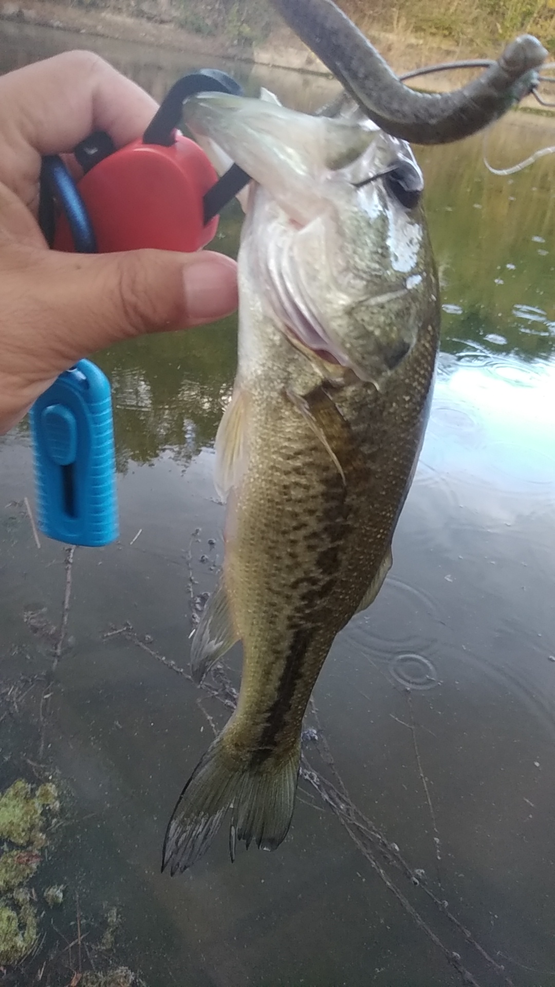 姫路ブラックバス