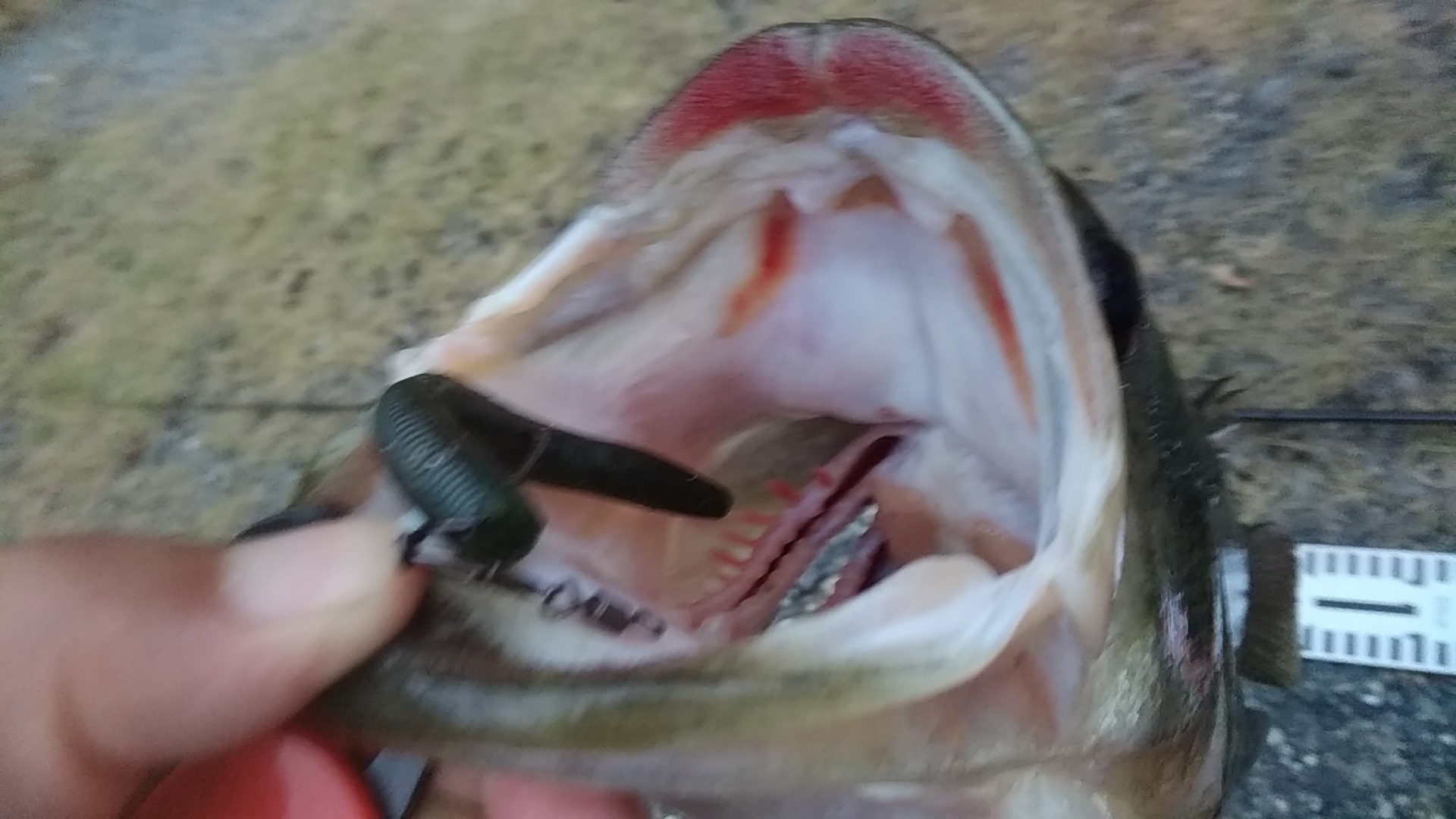 姫路ブラックバス　ランカー