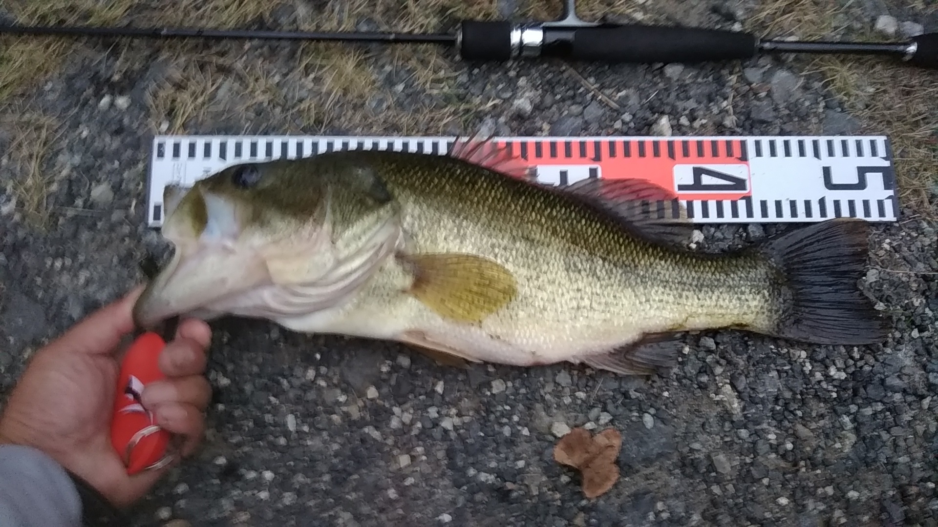 姫路バス釣りランカー