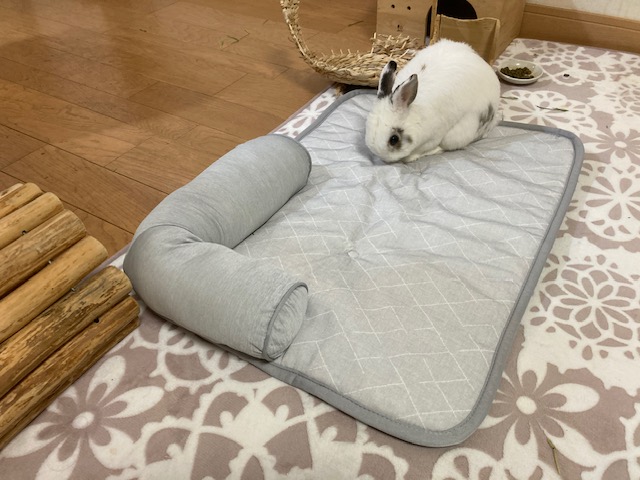 セロくんのベッド
