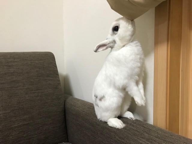 わたしの定休日　セロくん　姫路うさぎブログ