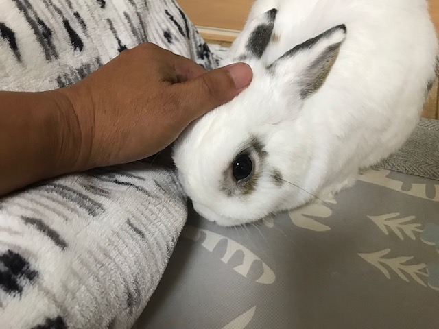この子撫でているとき　一番のしあわせです　姫路うさぎ ブログ