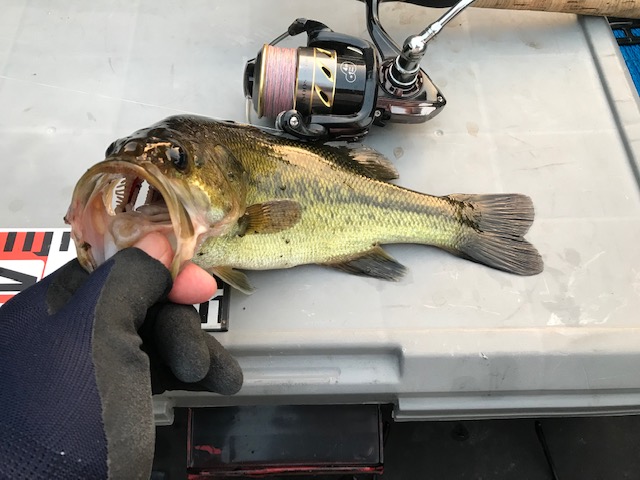 久々３０センチＵＰ　姫路エクステリア 屋さんバス釣り日記