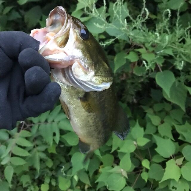 姫路バス釣り日記　エクステリア屋さん遊び日記