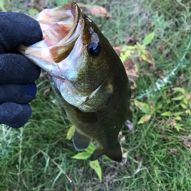 ブラックバスフィッシング 朝活　姫路エクステリア屋さんブログ