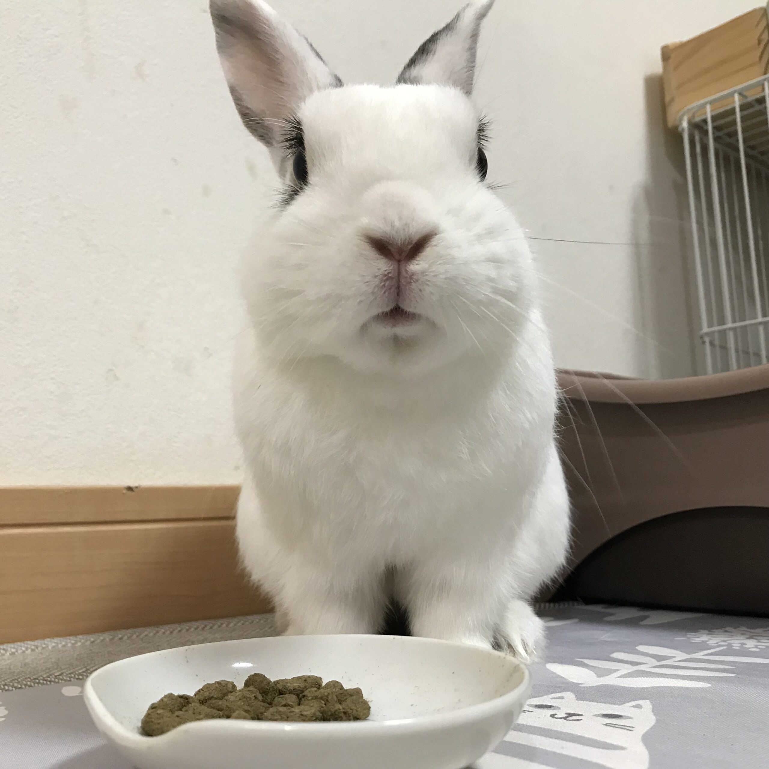 セロくんの夜食