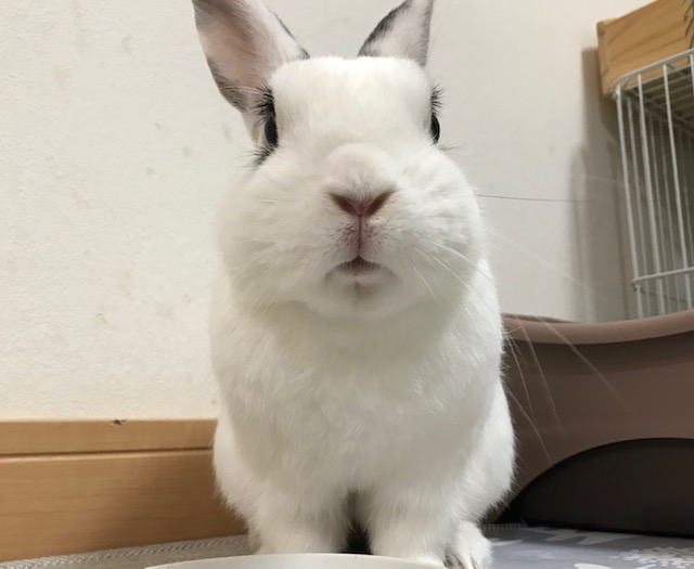 わたしのお正月